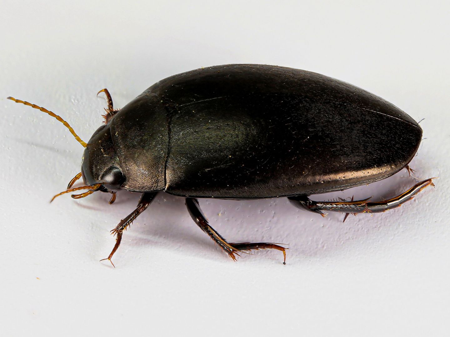 Dytiscidae: Agabus bipustulatus